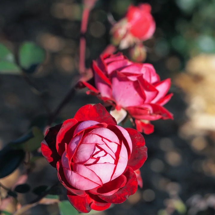 1762931182861407.jpg 格拉斯街景MEIbelitz