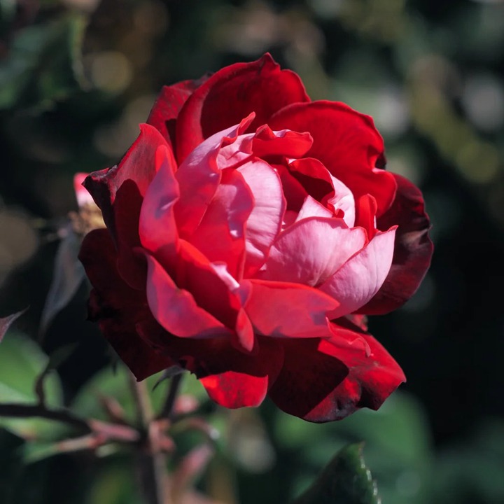 1762931183632920.jpg 格拉斯街景MEIbelitz