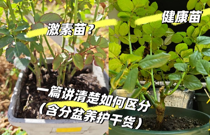 1762931581372977.jpg 拯救“激素苗”全攻略