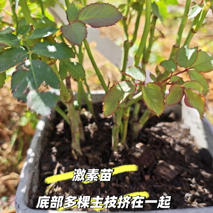 1762931599792426.jpg 拯救“激素苗”全攻略