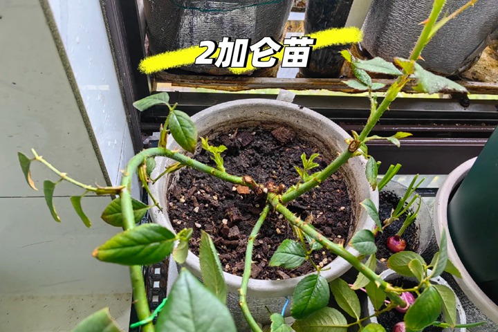 1762931612610310.jpg 拯救“激素苗”全攻略