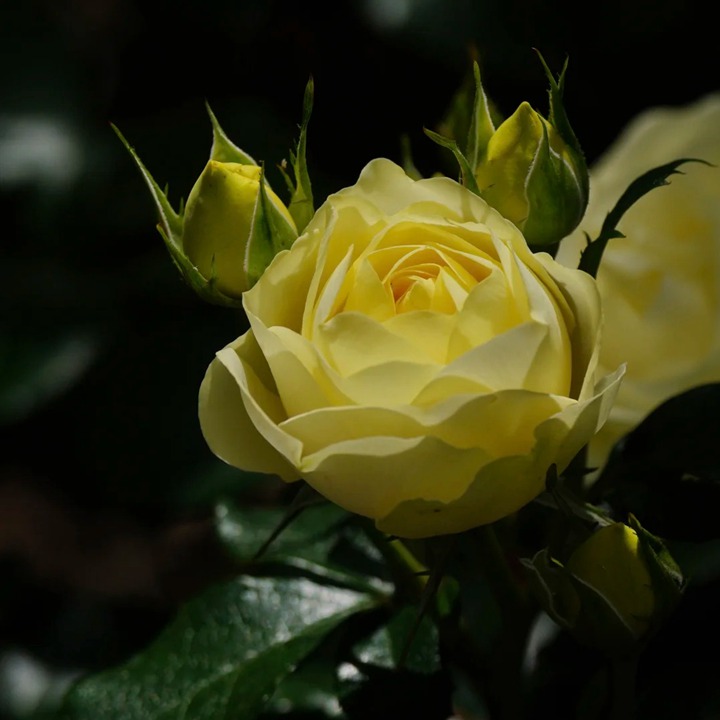 1763344258225358.jpg 柠檬与青柠 Lemon N Lime