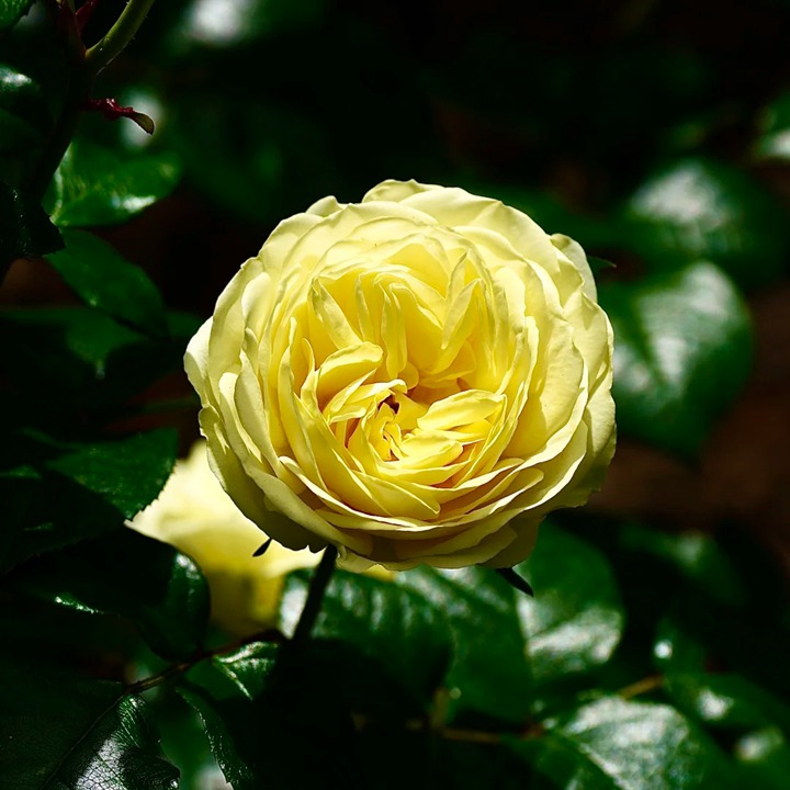 1763344258306767.jpg 柠檬与青柠 Lemon N Lime