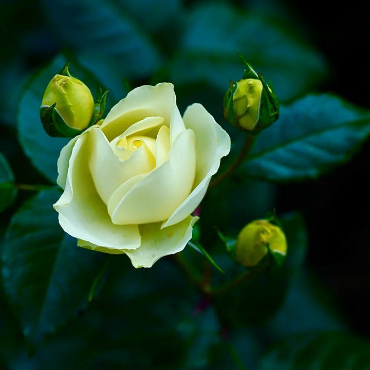 1763344258630234.jpg 柠檬与青柠 Lemon N Lime