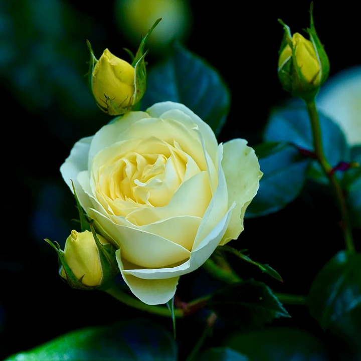 1763344258985079.jpg 柠檬与青柠 Lemon N Lime