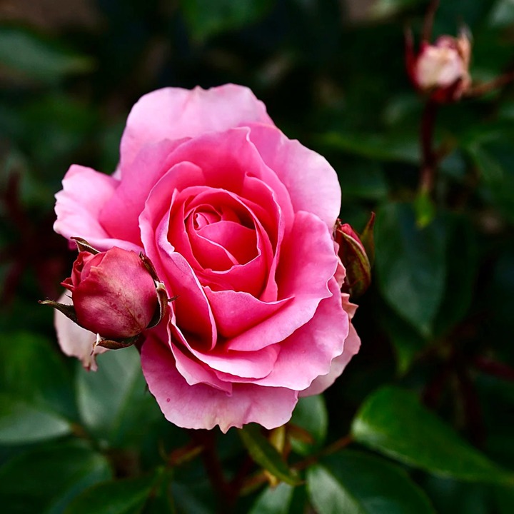 1763344625260076.jpg 爱意恒久 Love Always