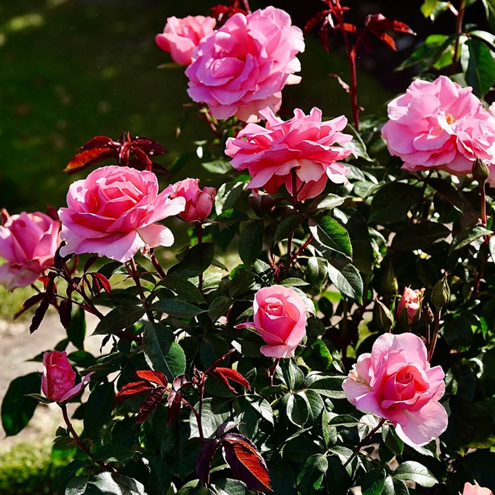 1763344625295047.jpg 爱意恒久 Love Always