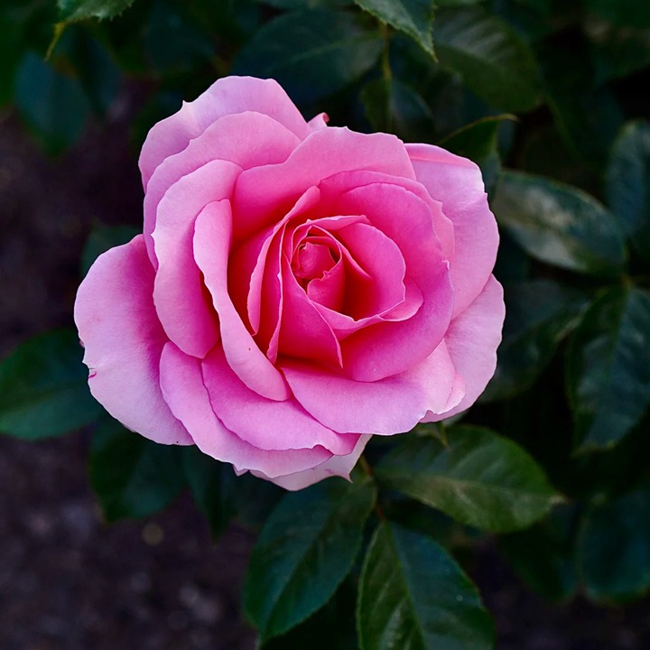 1763344625305079.jpg 爱意恒久 Love Always