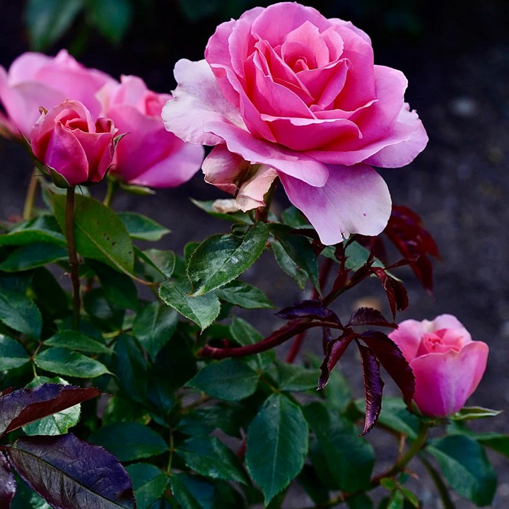 1763344625805654.jpg 爱意恒久 Love Always