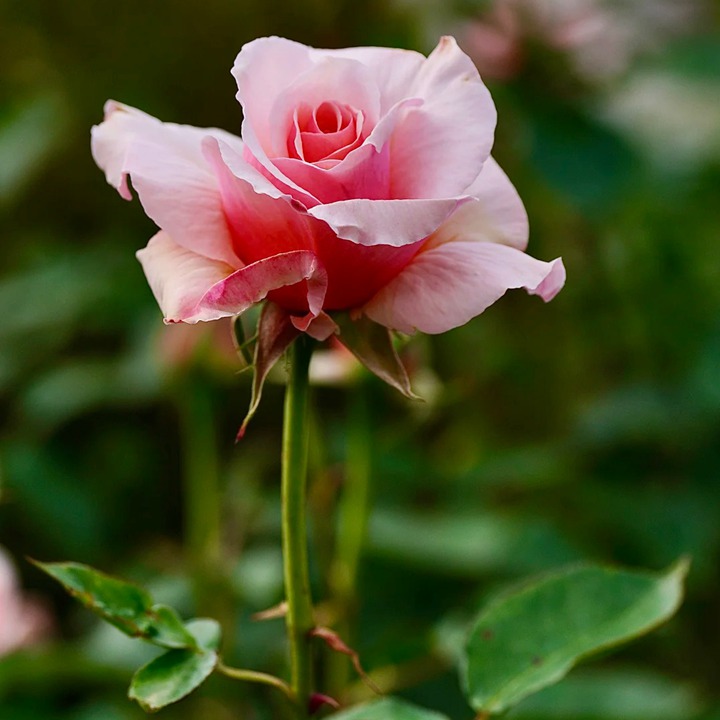 1763344806410926.jpg 冰姜 Iced Ginger