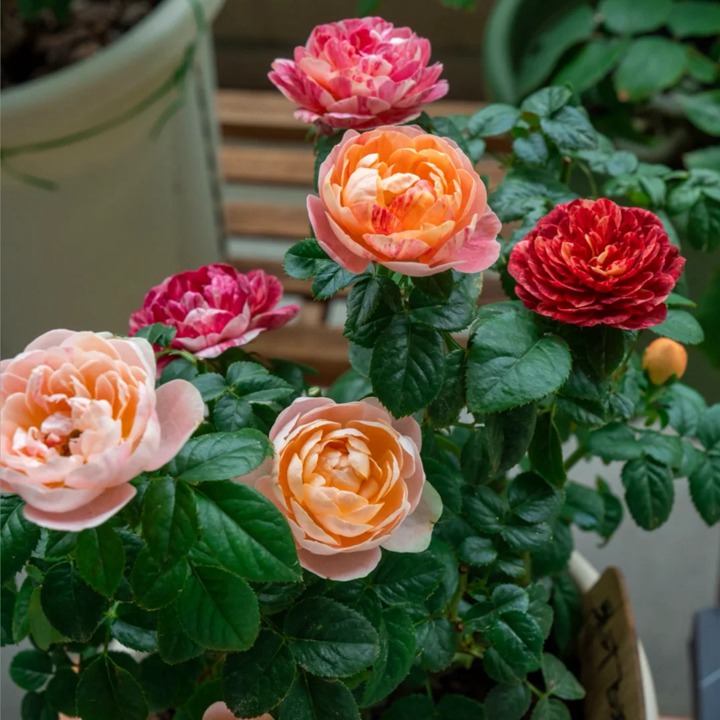 1763350622716236.jpg 五彩斑斓的月季——果汁飞溅