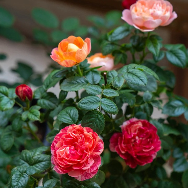 1763350622928505.jpg 五彩斑斓的月季——果汁飞溅