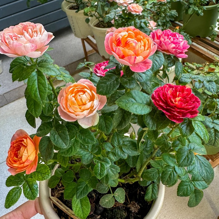 1763350623294458.jpg 五彩斑斓的月季——果汁飞溅