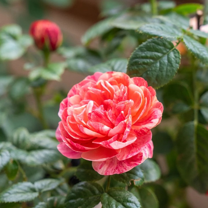 1763350623513383.jpg 五彩斑斓的月季——果汁飞溅