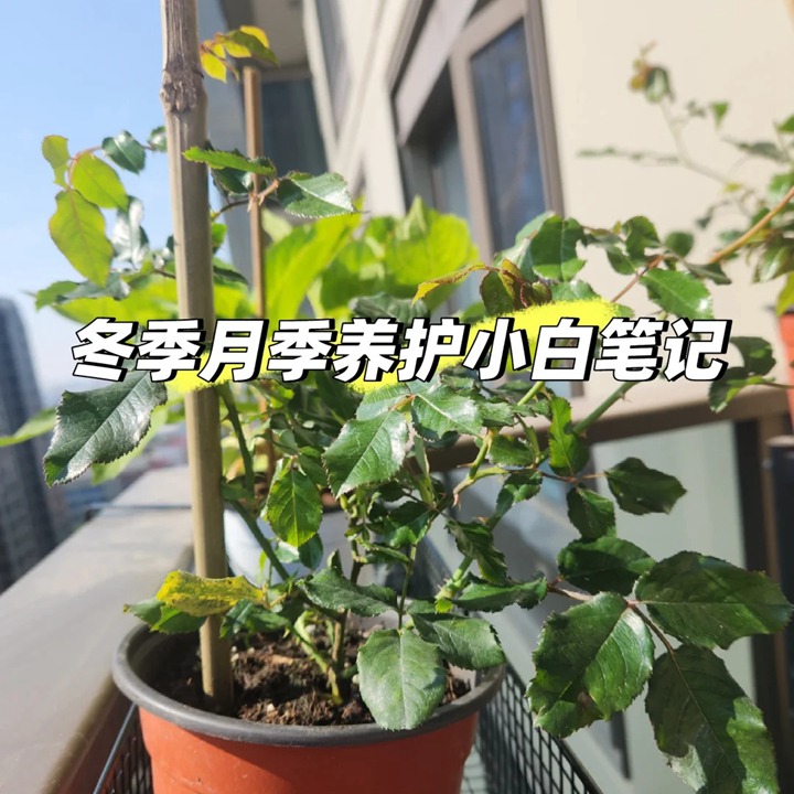 新手小白冬季月季养护需要注意些什么