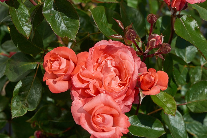 不打药、零保护，还能香翻北方！北方网友收藏