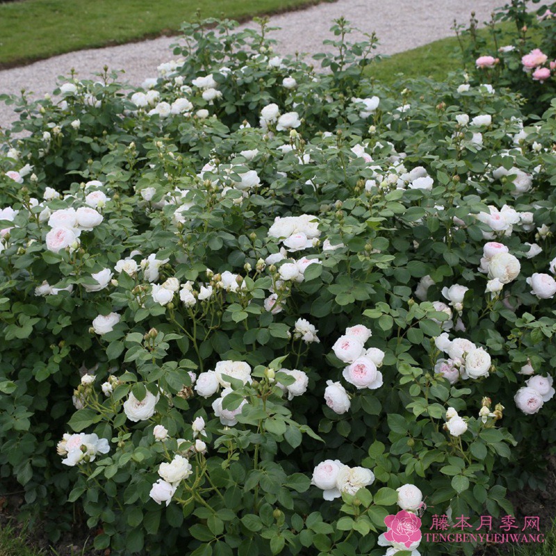 不打药、零保护，还能香翻北方！北方网友收藏