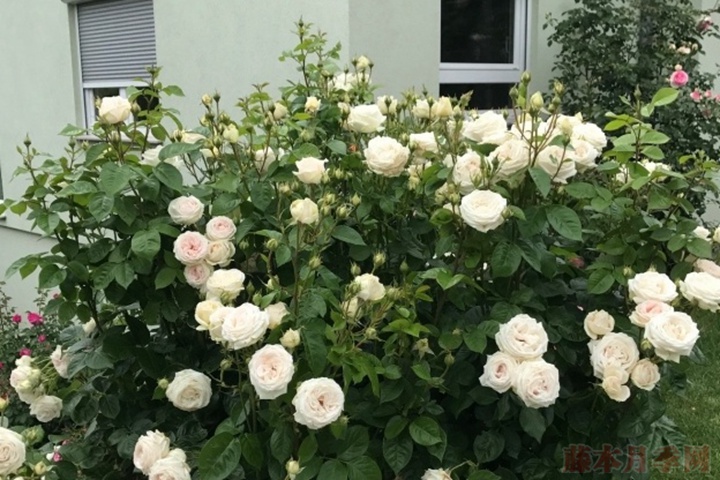 不打药、零保护，还能香翻北方！北方网友收藏