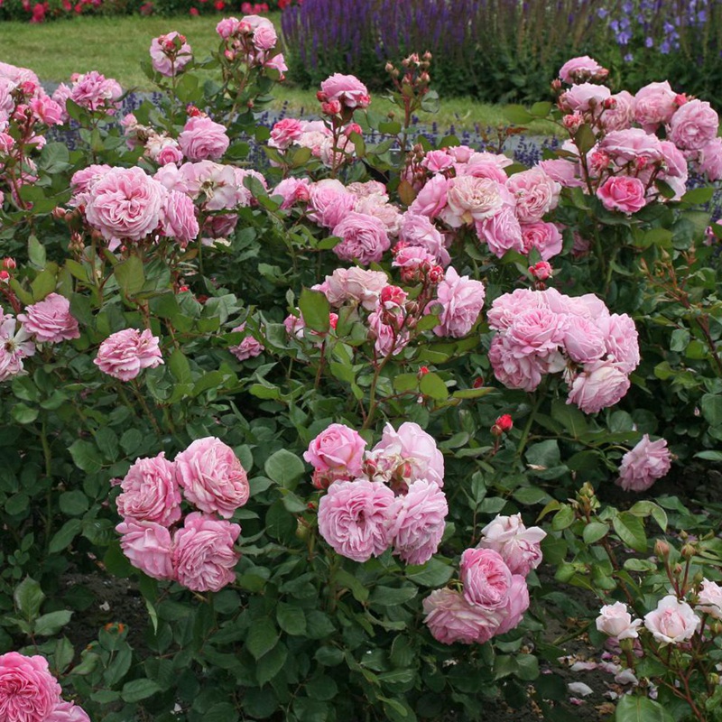 不打药、零保护，还能香翻北方！北方网友收藏