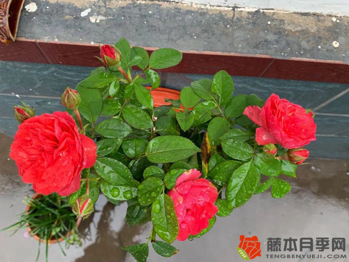 盆栽月季养护指南