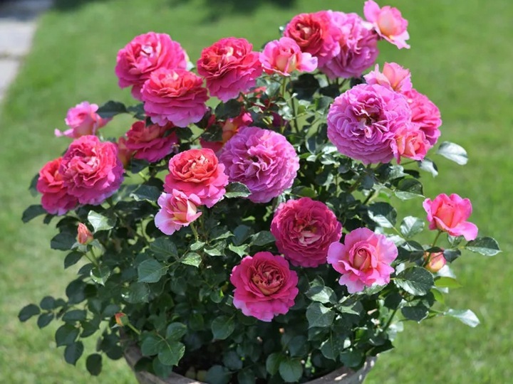 1763779393842333.jpg 月季花后修剪如何快速复花