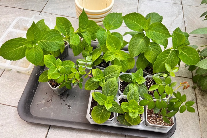 绣球扦插快速生根方法