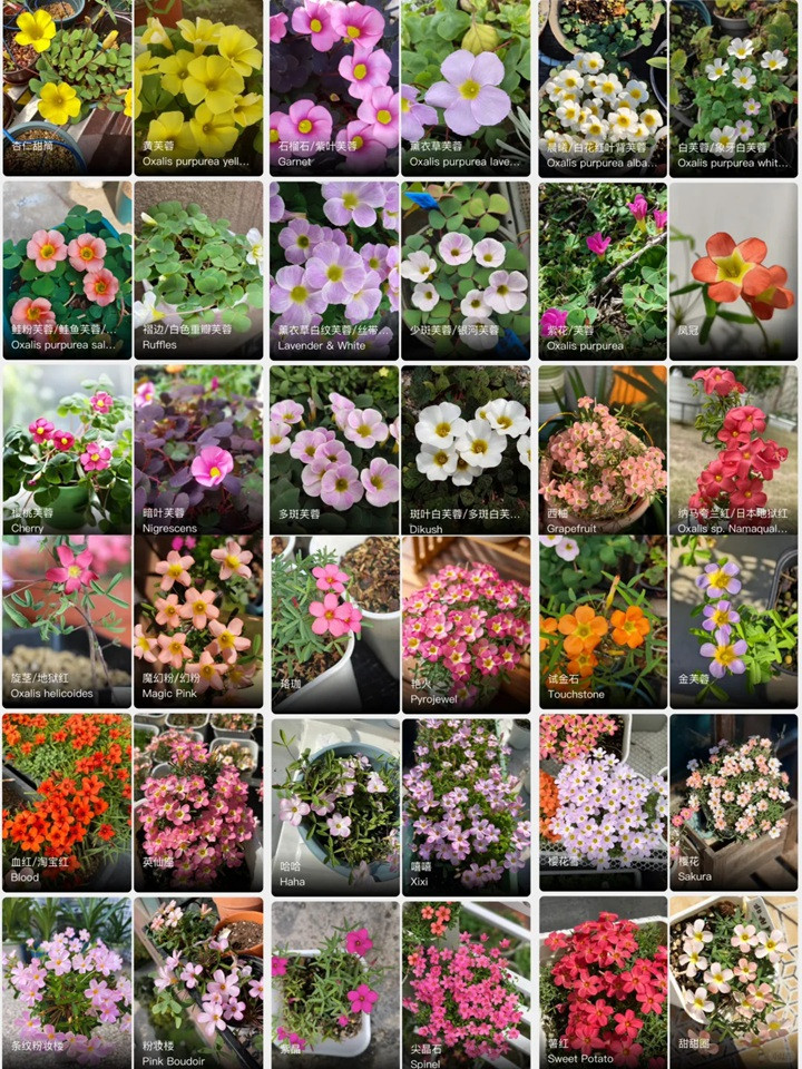 酢浆草有多少品种