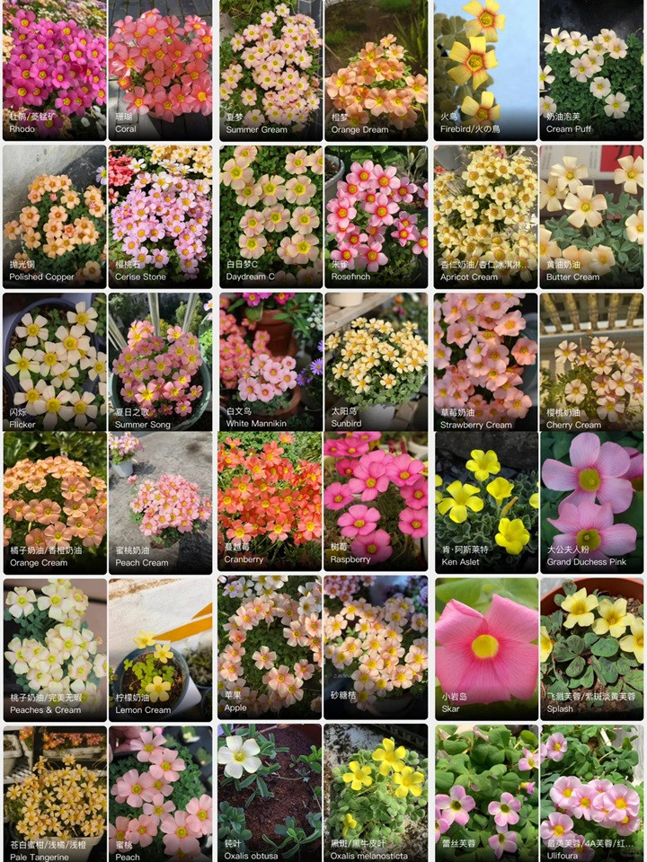 酢浆草有多少品种