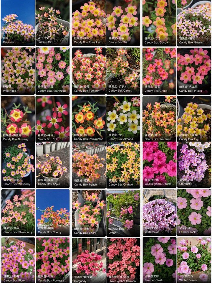 酢浆草有多少品种