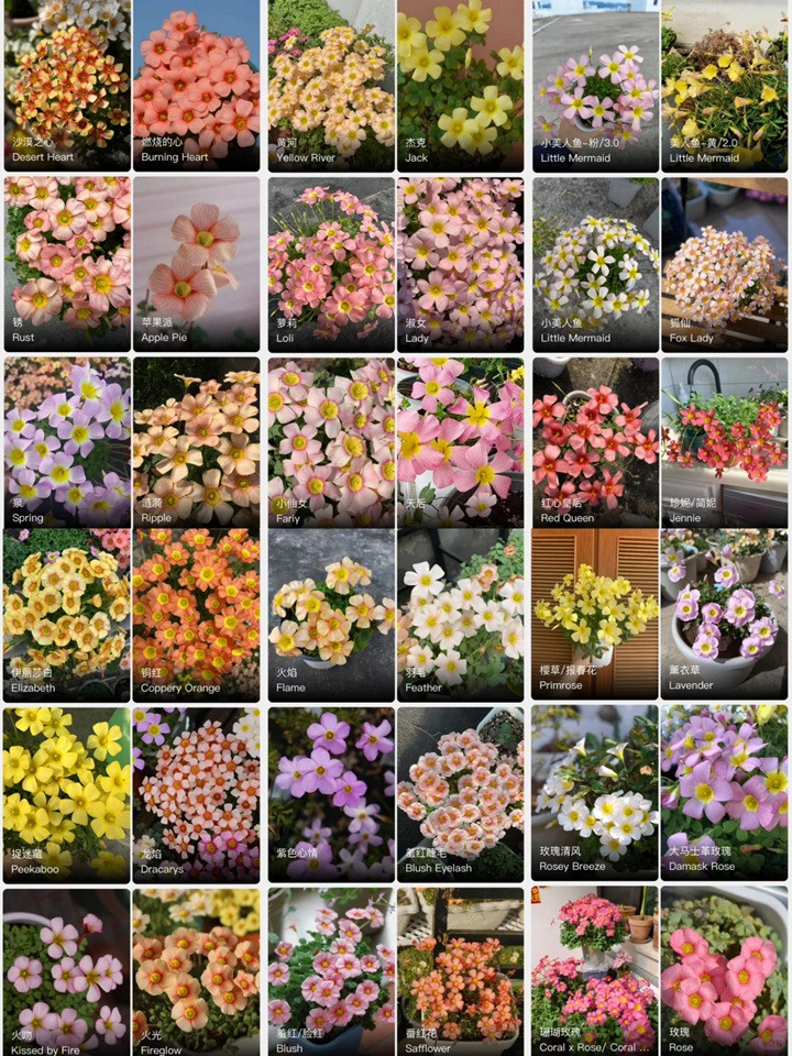 酢浆草有多少品种