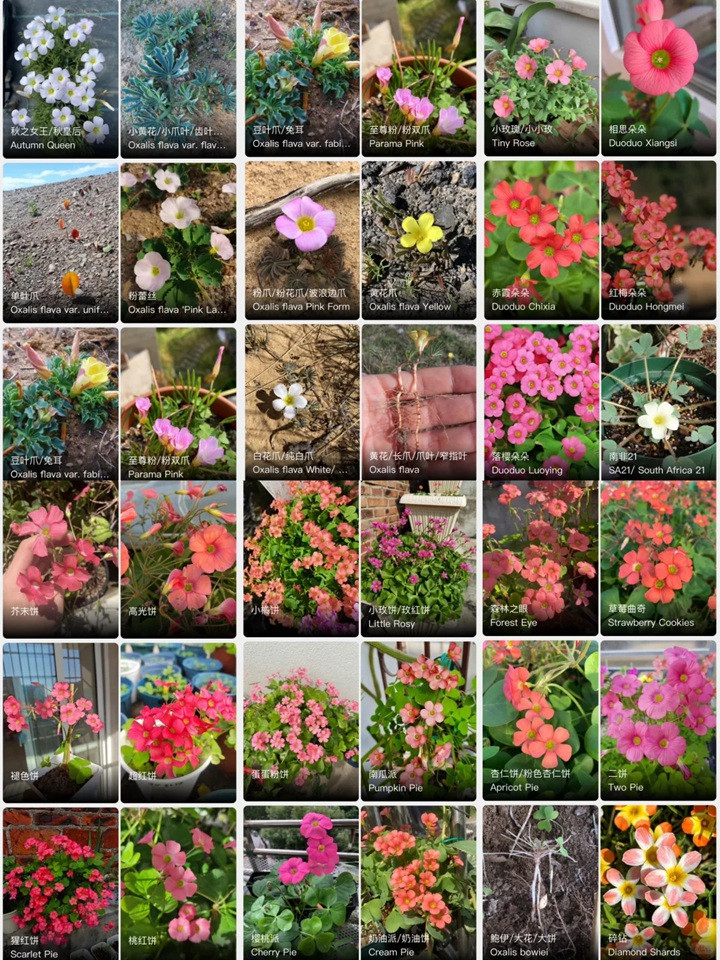 酢浆草有多少品种