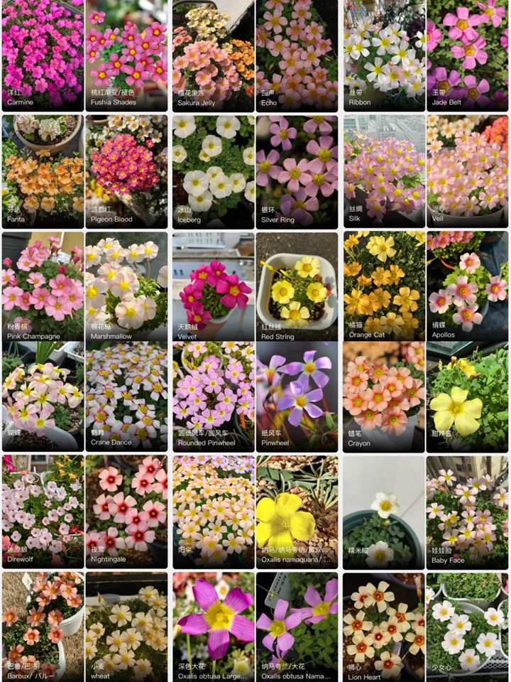 酢浆草有多少品种