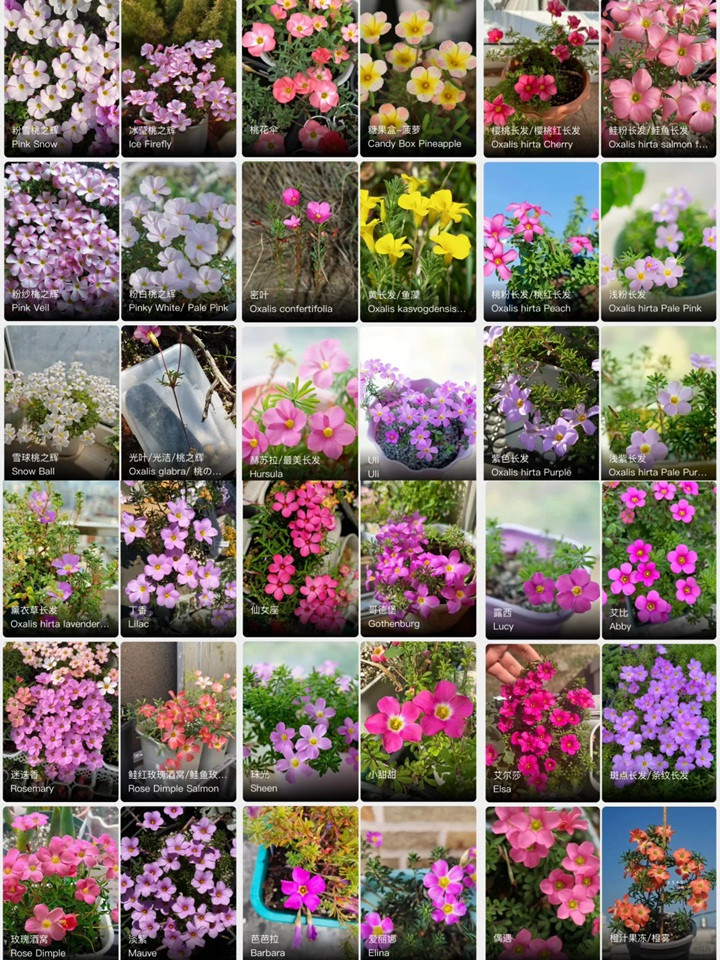 酢浆草有多少品种