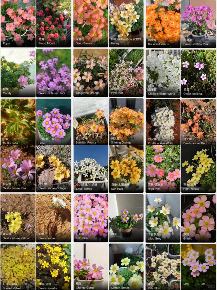 酢浆草有多少品种