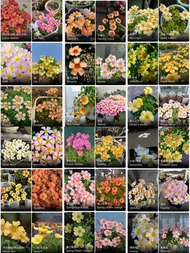 酢浆草有多少品种