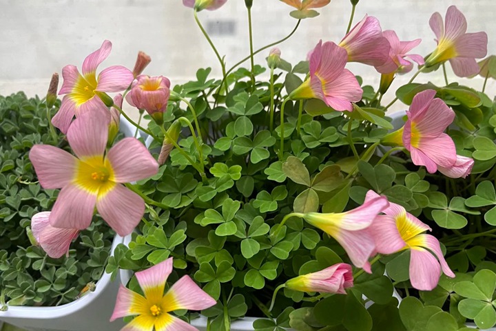 酢浆草有多少品种