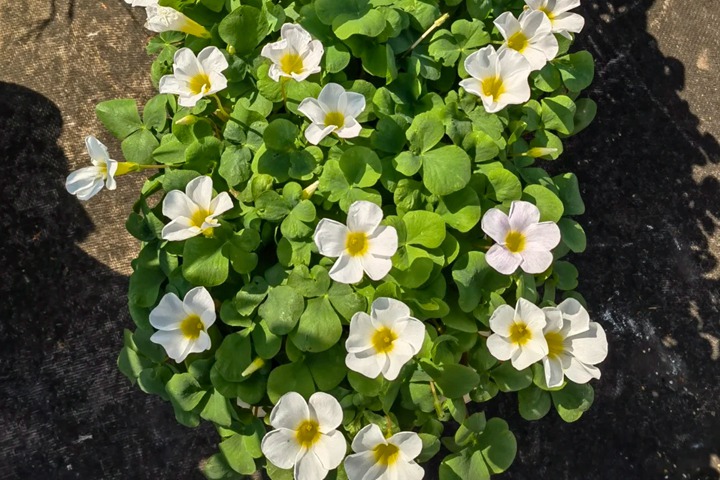 酢浆草有多少品种