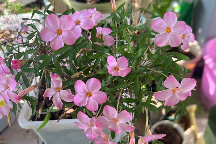 酢浆草有多少品种