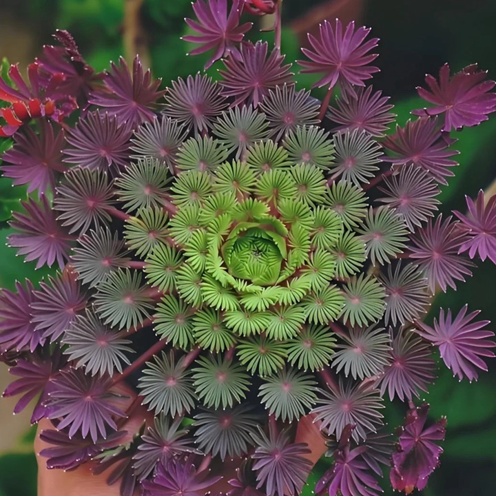 酢浆草有多少品种