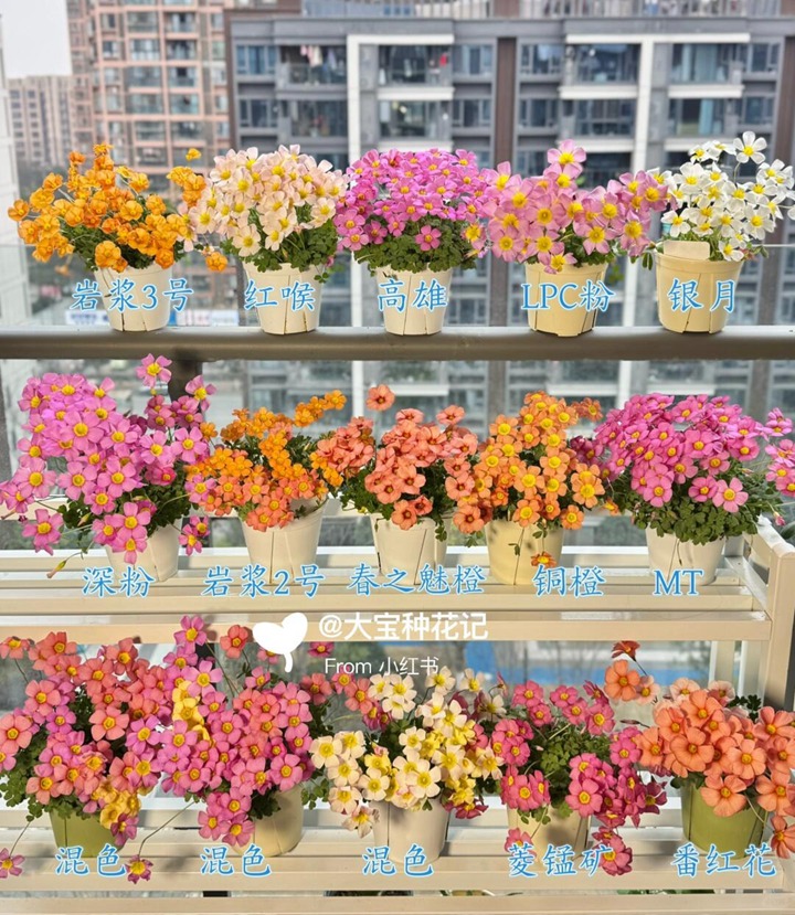 1764037686835061.jpg 酢浆草种植经验分享