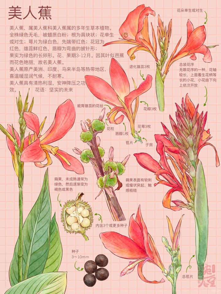 大花美人蕉是多年生宿根花卉吗？