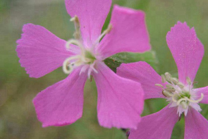 怎么养护高雪轮才能够养得好