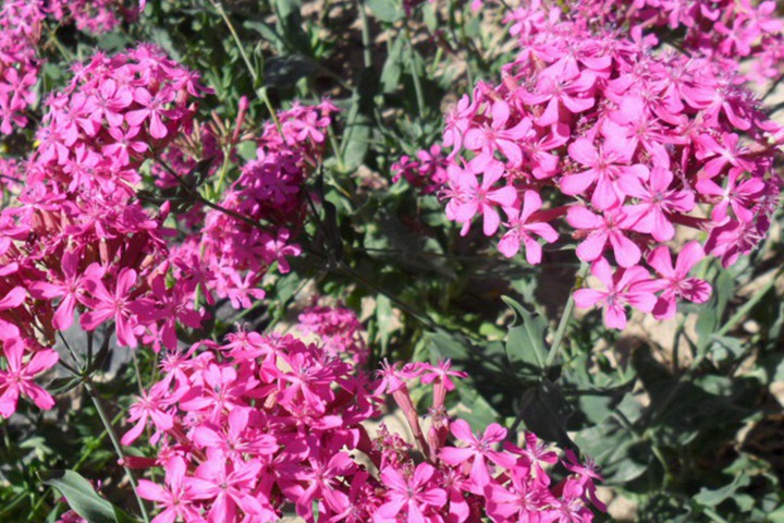 怎么养护高雪轮才能够养得好