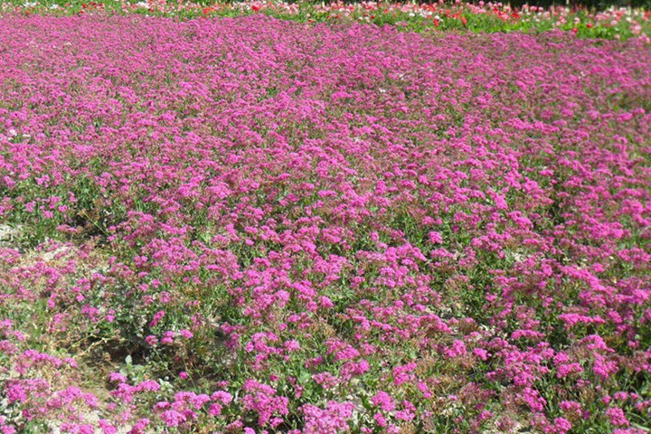 怎么养护高雪轮才能够养得好