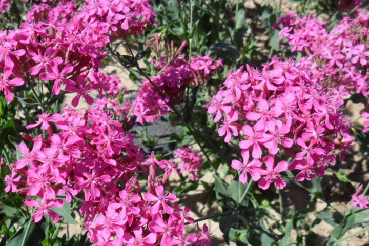 怎么养护高雪轮才能够养得好