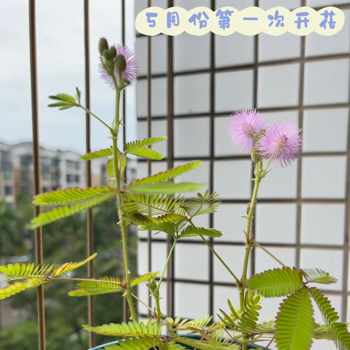 1764129667456377.jpg 含羞草在什么季节开放