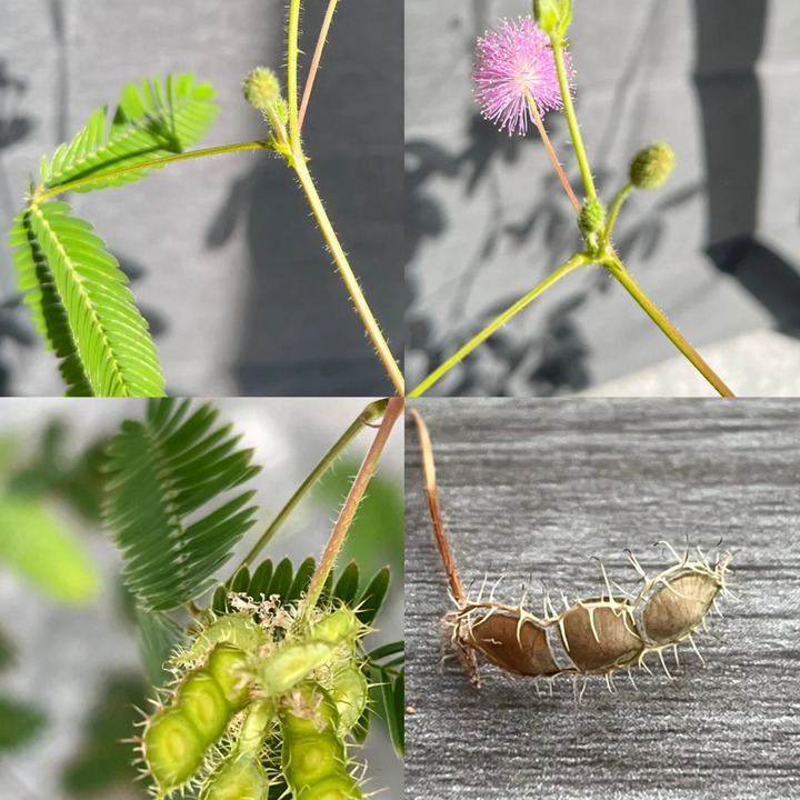 1764129667610317.jpg 含羞草在什么季节开放