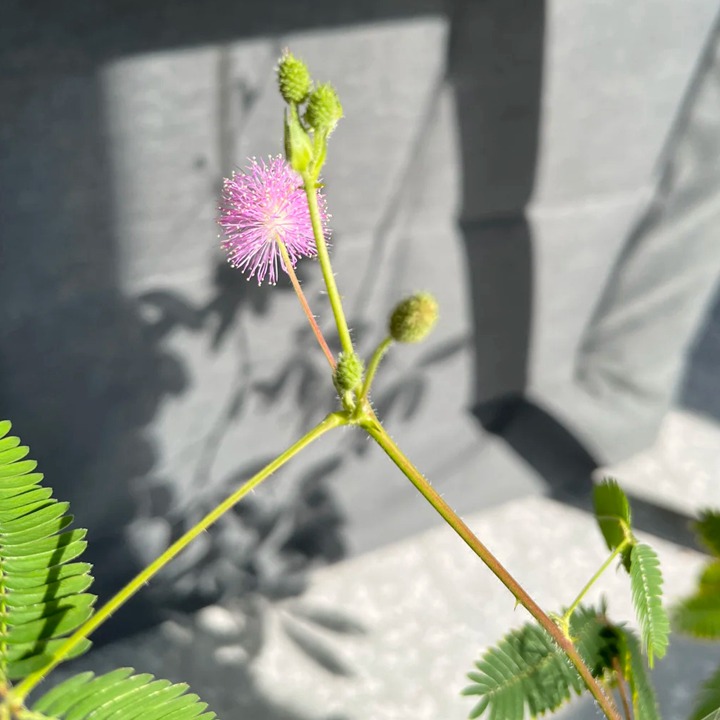 1764129667689655.jpg 含羞草在什么季节开放