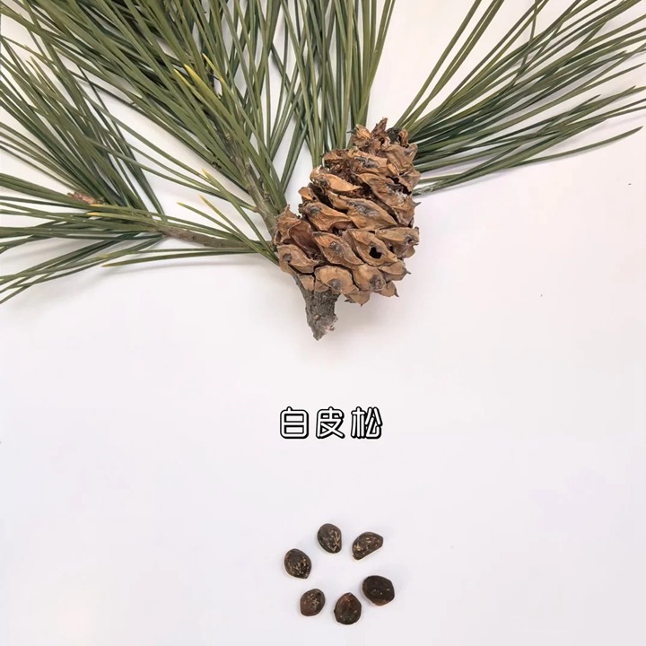 1764225051237104.jpg 白皮松如何育苗,白皮松小苗如何管理