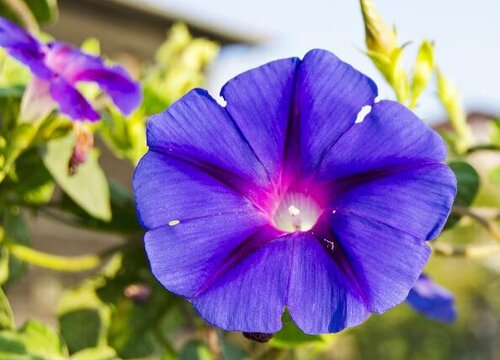 牵牛花在什么季节开花